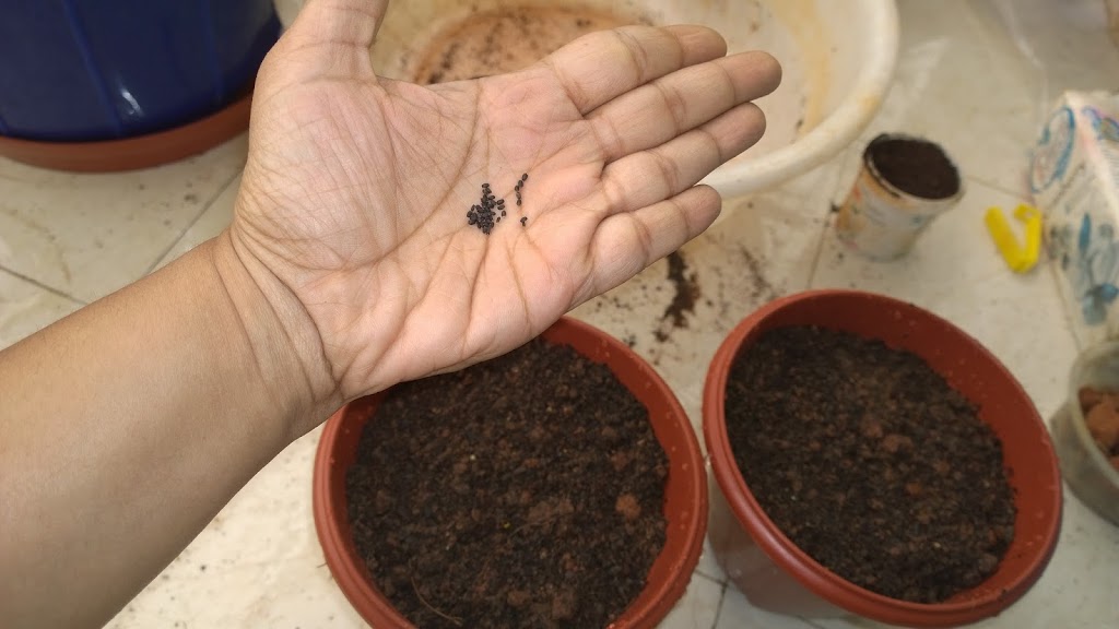 Basil Part 2 From seeds Bangalore Balcony