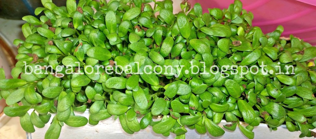 growing fenugreek