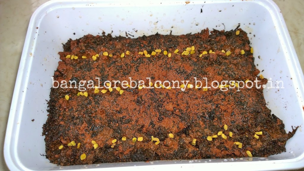 Sowing fenugreek / methi seeds