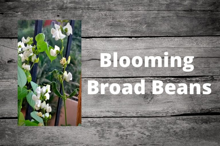 Broad Beans Flowering