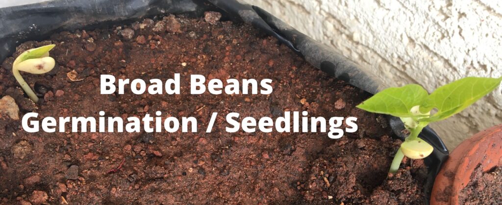 broad beans germination / seedling