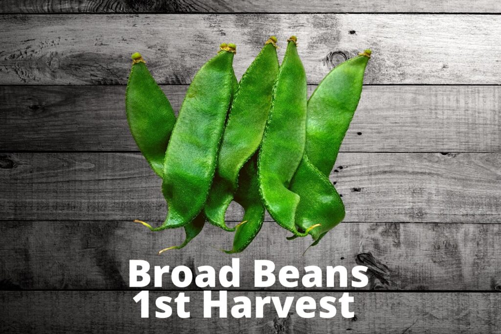 Broad Beans harvest