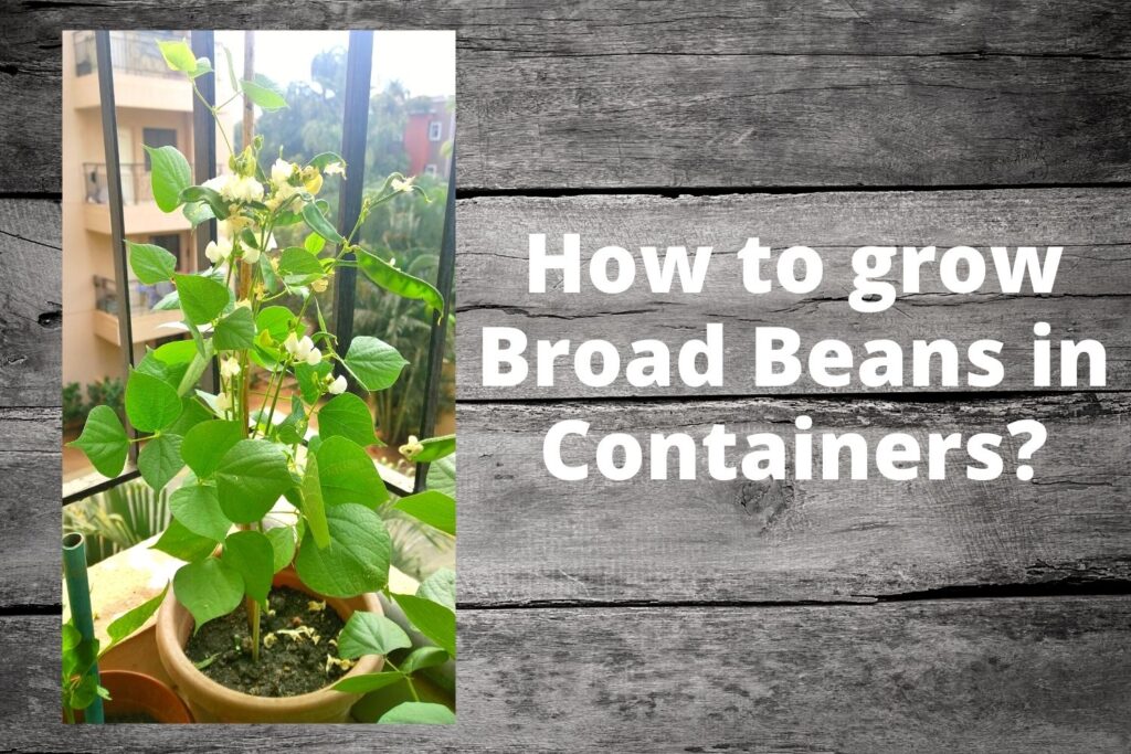 Broad Beans ( Avaraikkai) in Container